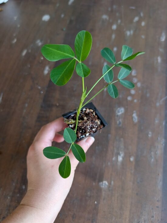 Other - Wild Jungle Peanut (Arachis hypogaea) Live Rooted Starter Plant